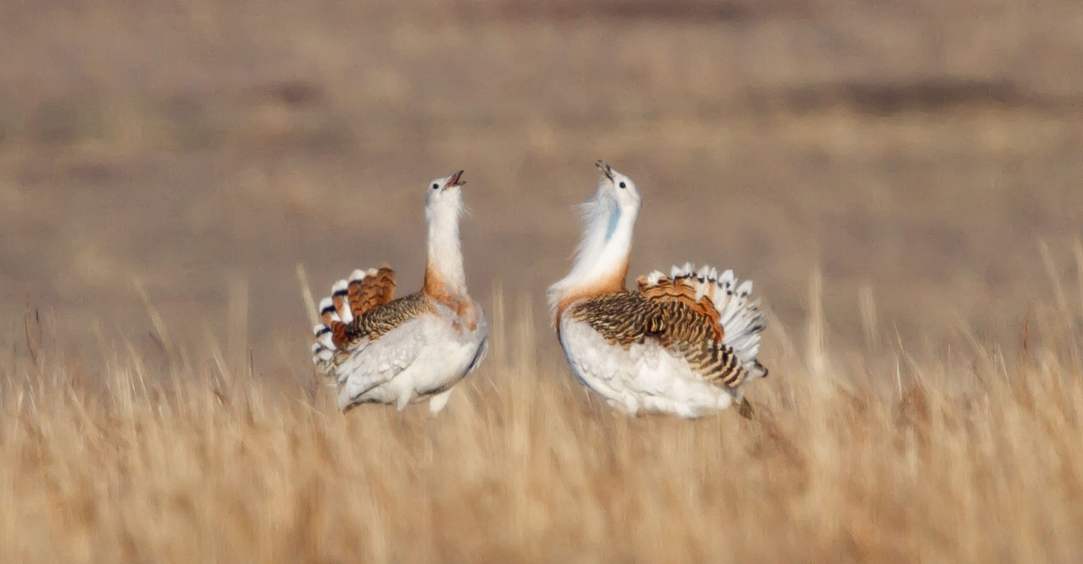 what-are-bustards-eurasian-bustard-alliance