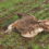 One-third of Crimea’s Great Bustard population poisoned