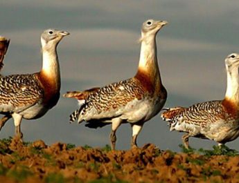 Three male Great Bustards stand on a hill