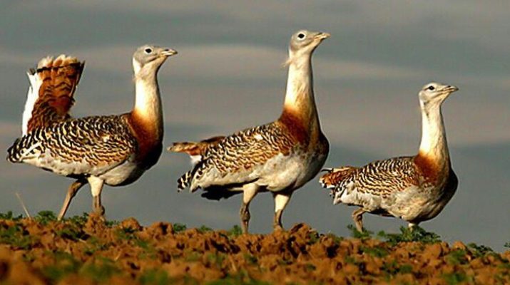 Three male Great Bustards stand on a hill