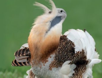 Многоязычное приложение к журналу <em>«Sandgrouse»</em> теперь онлайн