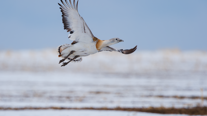 An Eastern Great Bustard flies, wings outstreched, over a snowy plain
