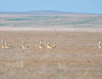 A group of six male Great Bustards stands in a vast steppe in autumn