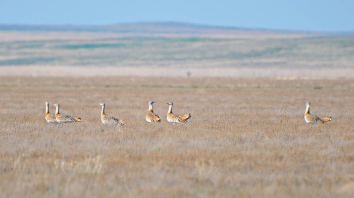 A group of six male Great Bustards stands in a vast steppe in autumn