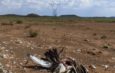 First global review of bustard collisions with powerlines