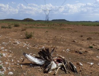 First global review of bustard collisions with powerlines