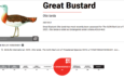 Great Bustard conservation status has declined to ENDANGERED globally