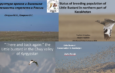 A mosaic of four title slides from presentations at the conference, containing images of Little Bustards