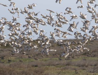 New assessment of the Little Bustard’s Eastern populations